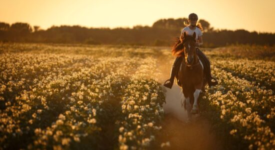 Riding Through Nature: From Offroad Trails to Equestrian Paths